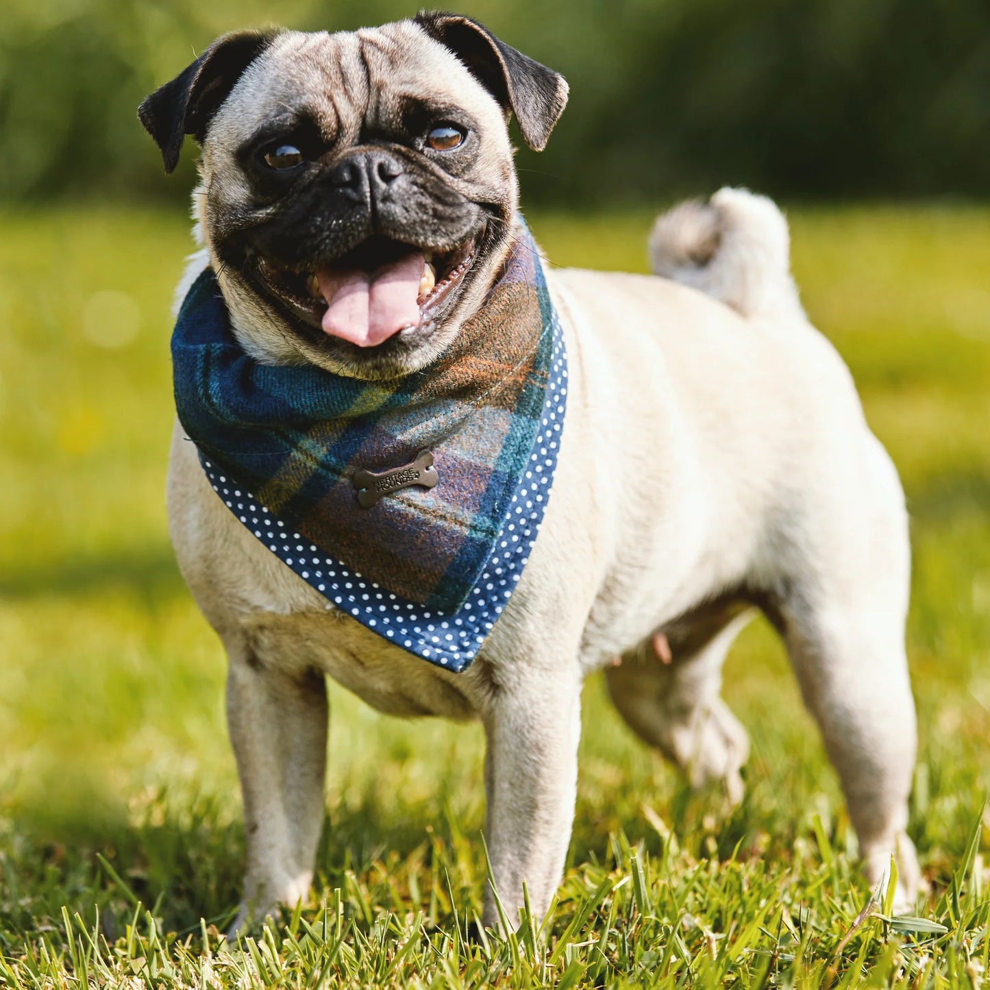 Heritage Tartan Dog Bandana - Blue Check